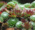 Houseleek Seeds - Sempervivum Hybridum