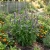 Hyssop Lavender Licorice Mint Non GMO Seeds - Agastache Foeniculum 2