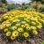 Ice Plant Gelato Yellow Seeds - Dorotheanthus Bellidiformis