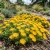 Ice Plant Gold Nugget Seeds - Delosperma Congestum
