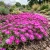 Ice Plant Pink Table Mountain Seeds - Delosperma Cooperi