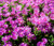 Ice Plant Pink Table Mountain Seeds - Delosperma Cooperi