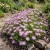 Ice Plant Purple Stardust Seeds - Delosperma Floribunda