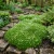 Irish Moss Pearlwort Seeds - Sagina Subulata