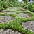 Irish Moss Pearlwort Seeds - Sagina Subulata 3