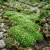 Irish Moss Pearlwort Seeds - Sagina Subulata 2