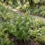Job's Tears Grass Non GMO Seeds - Coix Lacryma-Jobi