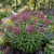Joe Pye Weed Spotted Non GMO Seeds - Eupatorium Maculatum