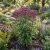 Joe Pye Weed Spotted Non GMO Seeds - Eupatorium Maculatum 2