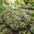 Johnny Jump Up Seeds - Viola Cornuta