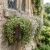 Kenilworth Ivy Non GMO Seeds - Cymbalaria Muralis 4