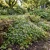 Kenilworth Ivy Non GMO Seeds - Cymbalaria Muralis