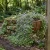 Kenilworth Ivy Non GMO Seeds - Cymbalaria Muralis 3