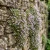 Kenilworth Ivy Non GMO Seeds - Cymbalaria Muralis 5