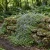 Kenilworth Ivy Non GMO Seeds - Cymbalaria Muralis 2