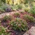 Knotweed Pink Punching Balls Non GMO Seeds - Polygonum Capitatum