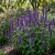 Korean Mint Non GMO Seeds - Agastache Rugosa