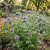 Lacy Phacelia Seeds - Phacelia Tanacetifolia