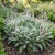 Lamb's Ear Seeds - Stachys Byzantina Lanata