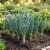 Leek American Flag Seeds - Allium Ampeloprasum