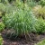 Lemon Grass East Indian Non GMO Seeds - Cymbopogon Flexuosus