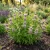 Lemon Mint Non GMO Seeds - Monarda Citriodora