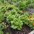 Lettuce Butterhead Buttercrunch Non GMO Seeds - Lactuca Sativa