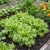 Lettuce Looseleaf Black Seeded Simpson Seeds - Lactuca Sativa