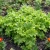 Lettuce Looseleaf Green Ice Non GMO Seeds - Lactuca Sativa