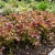 Lettuce Looseleaf Red Sails Non GMO Seeds - Lactuca Sativa