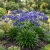 Lily of the Nile Seeds - Agapanthus Headbourne Hybrids