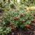 Lingonberry Non GMO Seeds - Vaccinium Vitis-idaea