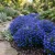 Lobelia Blue Mrs. Clibran Seeds - Lobelia Erinus