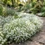 Lobelia White Lady Seeds - Lobelia Erinus