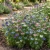 Love In a Mist Jewels Mix Seeds - Nigella Damascena