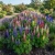 Lupine Russell Mix Seeds - Lupinus Polyphyllus Russell