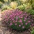 Maiden Pinks Seeds - Dianthus Deltoides