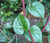 Malabar Spinach Red Stem Non GMO Seeds - Basella Rubra