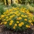 Marguerite Golden Seeds - Anthemis Sancti-Johannis