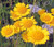 Marguerite Golden Seeds - Anthemis Sancti-Johannis