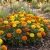 Marigold Crackerjack Mix Seeds - Tagetes Erecta