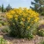 Maximilian Sunflower Seeds - Helianthus Maximiliani