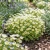 Meadowfoam Non GMO Seeds - Limnanthes Douglasii