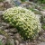 Meadowfoam Non GMO Seeds - Limnanthes Douglasii 2