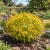 Melampodium Butter Daisy Seeds - Melampodium Divaricatum