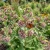 Milkweed Showy Seeds - Asclepias Speciosa