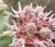 Milkweed Showy Seeds - Asclepias Speciosa 2