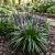 Monkey Grass Seeds - Liriope Muscari