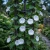 Moonflower Seeds - Ipomoea Alba