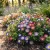 Morning Glory Dwarf Ensign Mix Seeds -Convolvulus Tricolor Minor